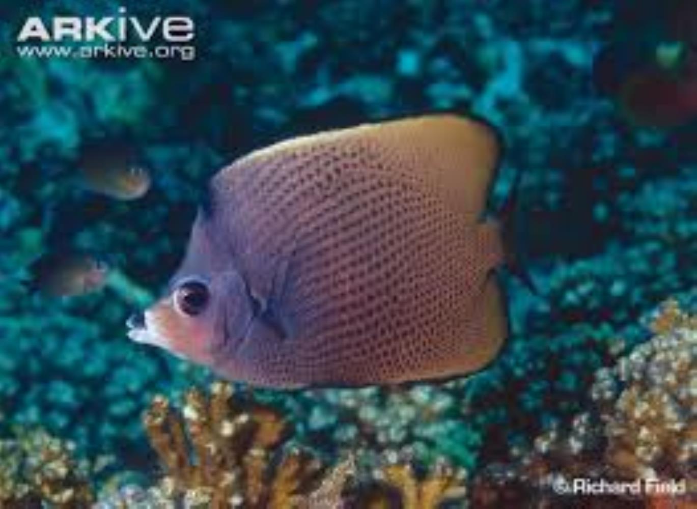 Black-spotted Butterflyfish