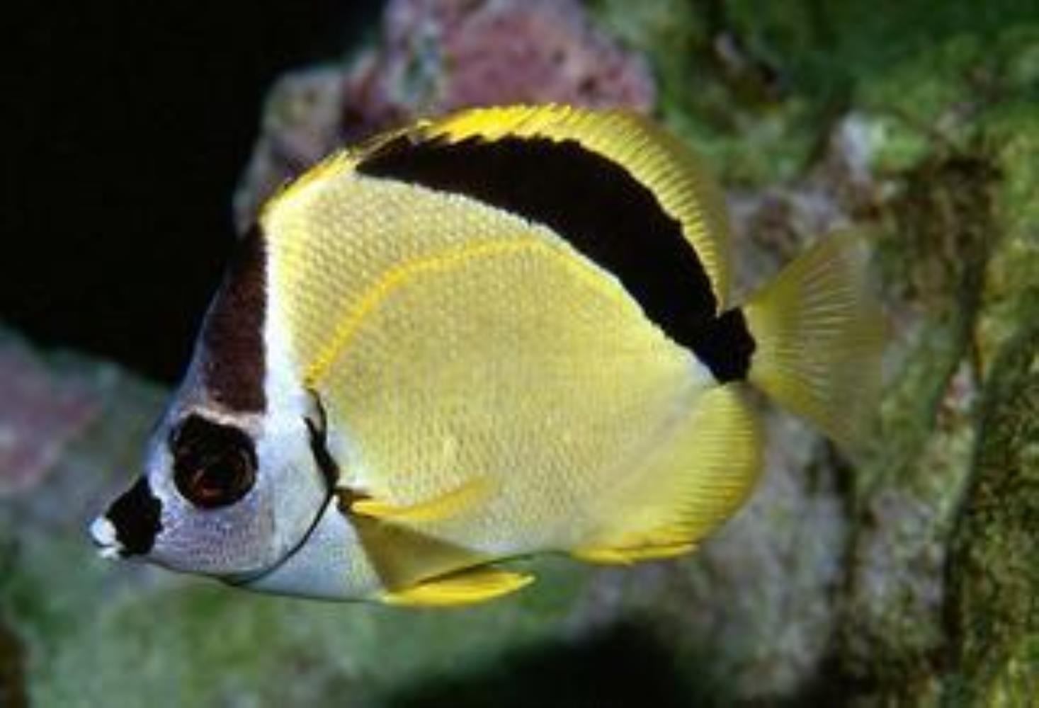 Blacknosed Butterflyfish