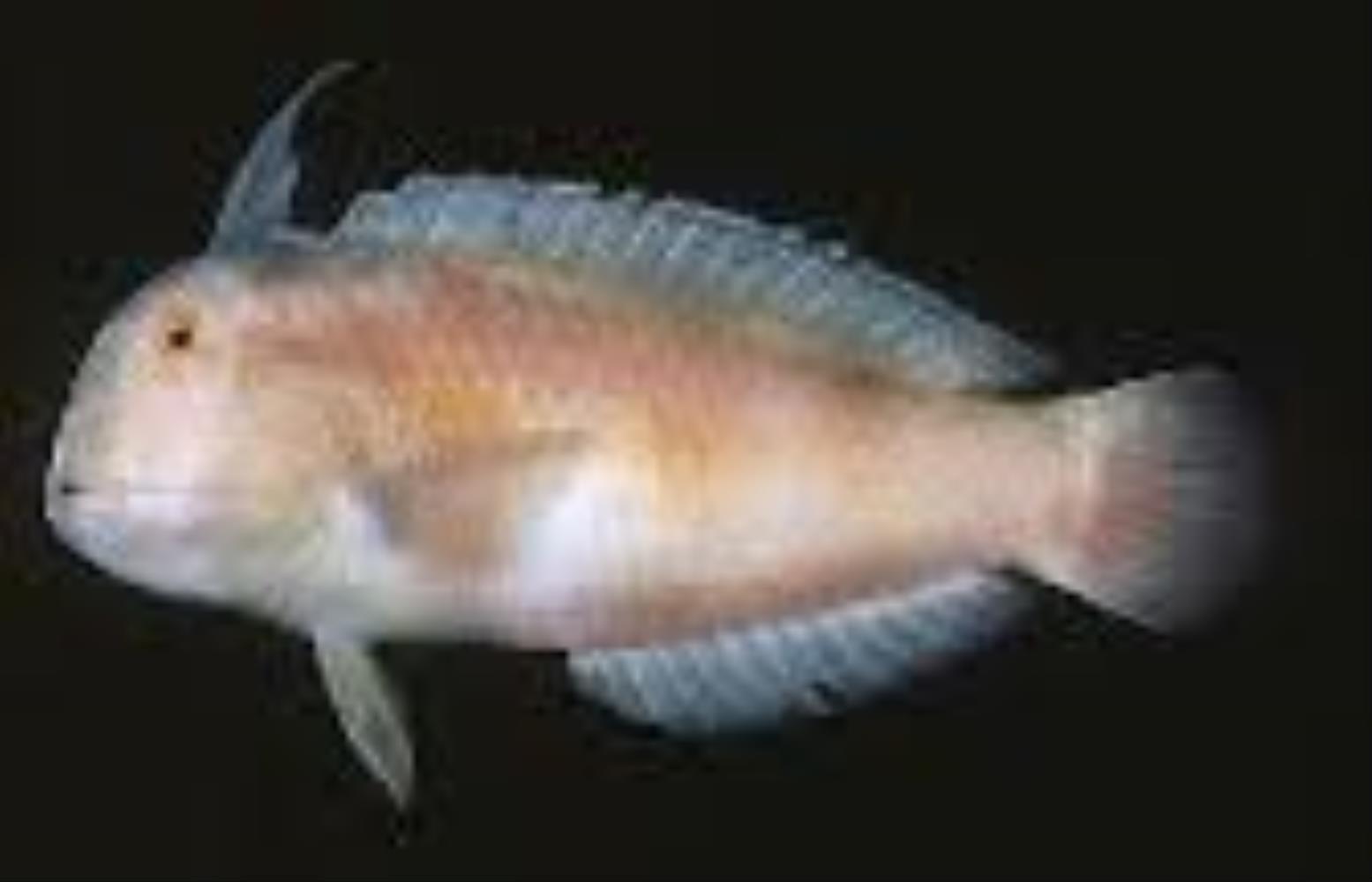 Blackspot Razorfish