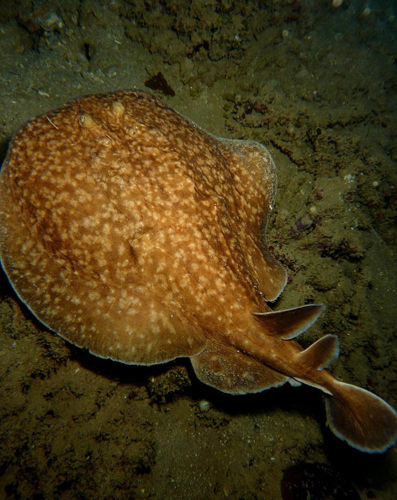 Blackspotted Electric Ray
