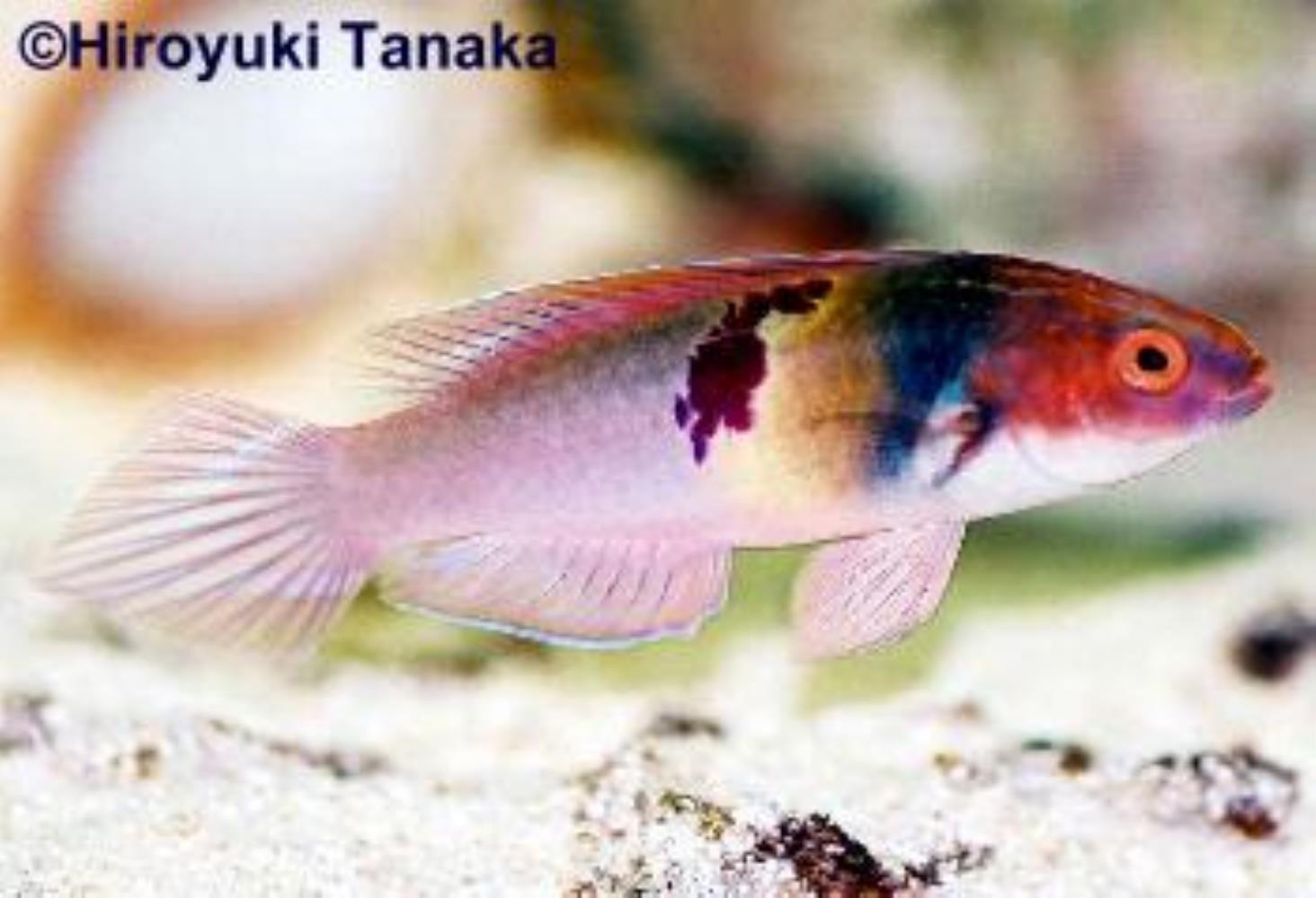 Blood-stained Fairy Wrasse