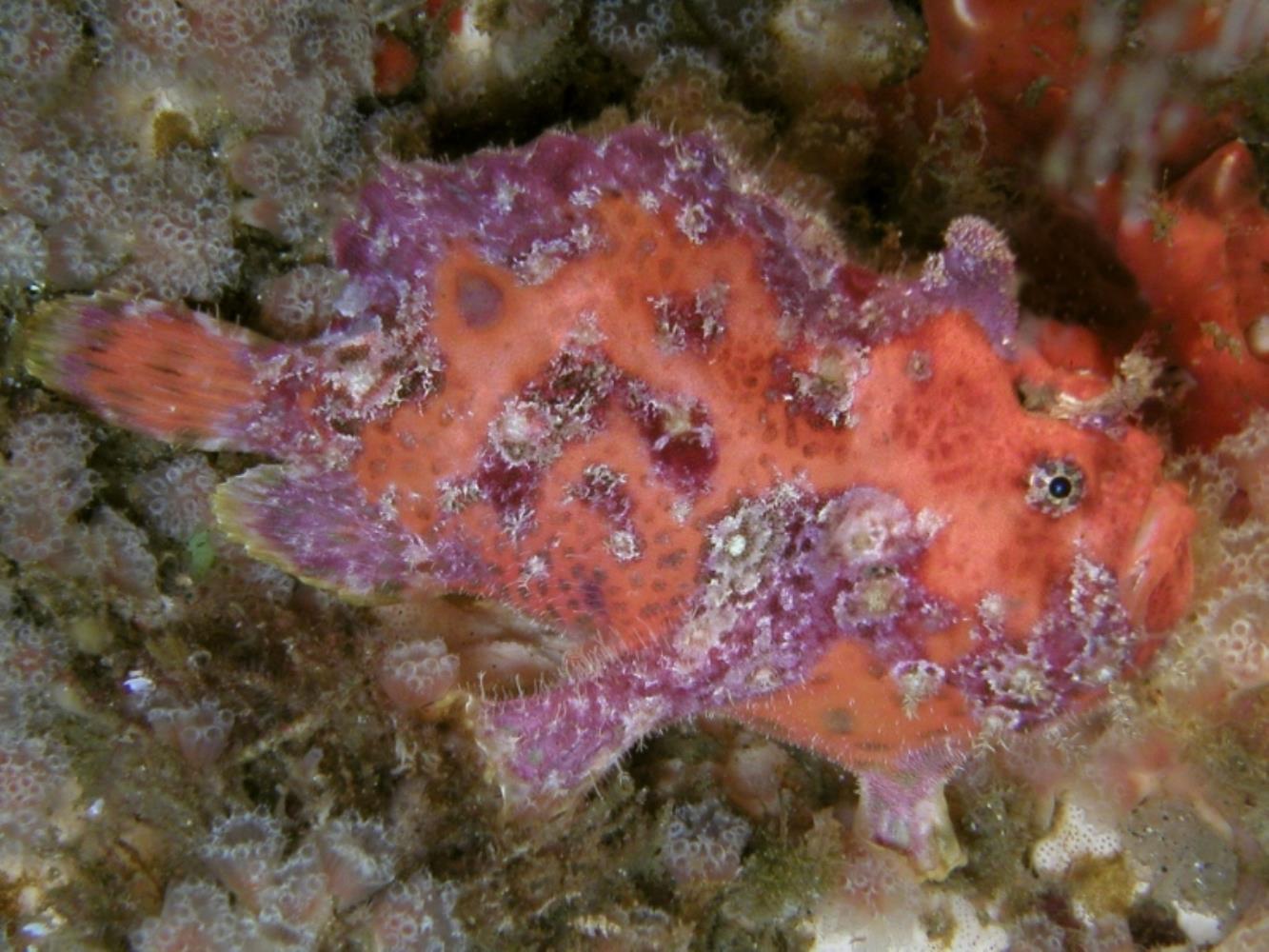 Bloody frogfish