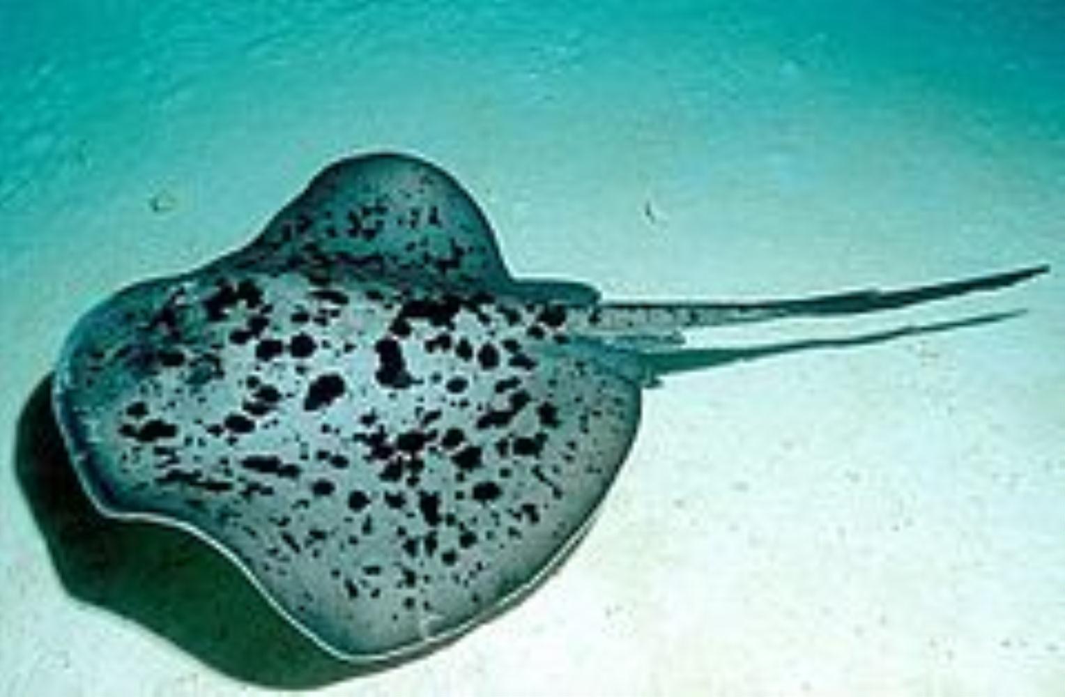 Blotched Faintail Ray