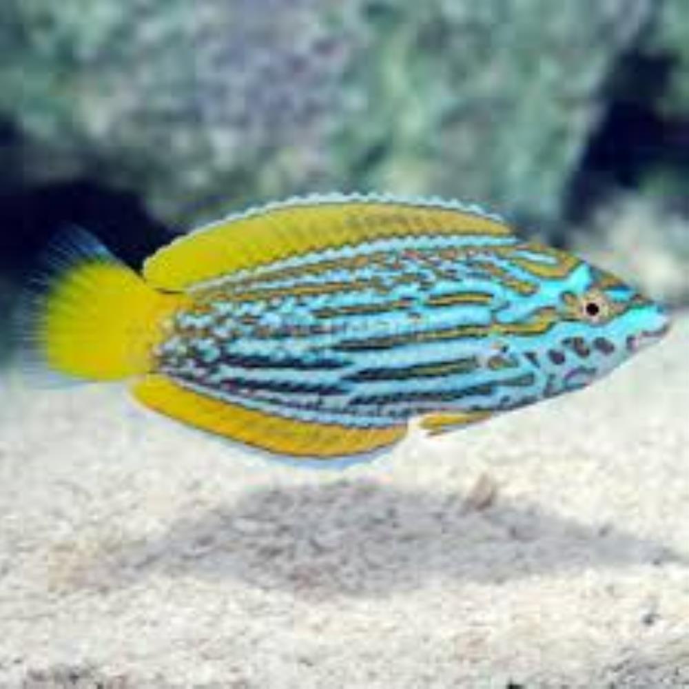 Blue and Yellow Wrasse