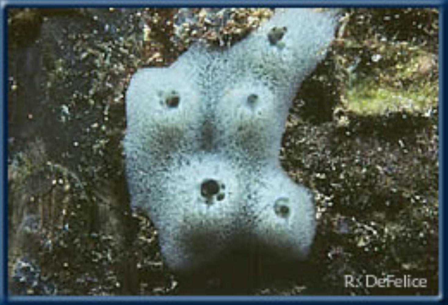 Blue Caribbean Sponge