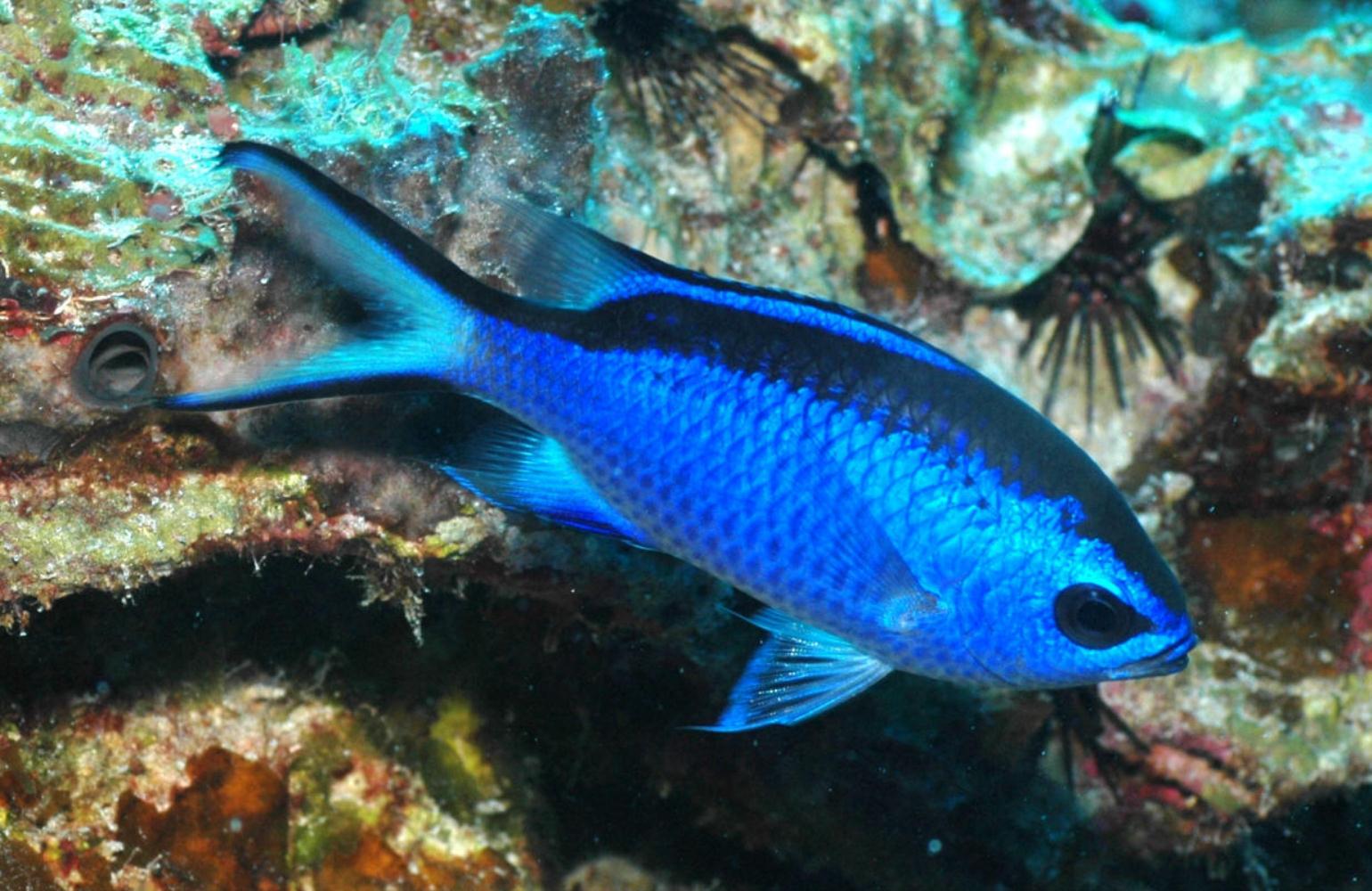 Аквариумная рыбка 6 сканворд. Хризиптера желтохвостая. Хромис голубой. Голубой хромис (Chromis cyanea). Рыба Ласточка хромис черное море.