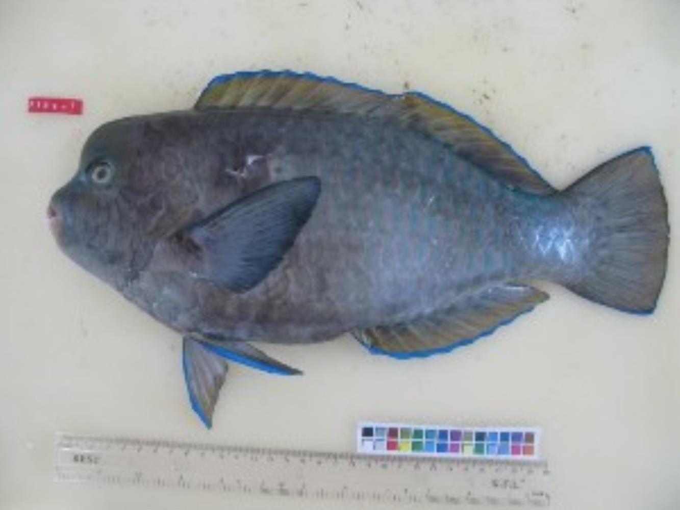 Blue Humphead Parrotfish