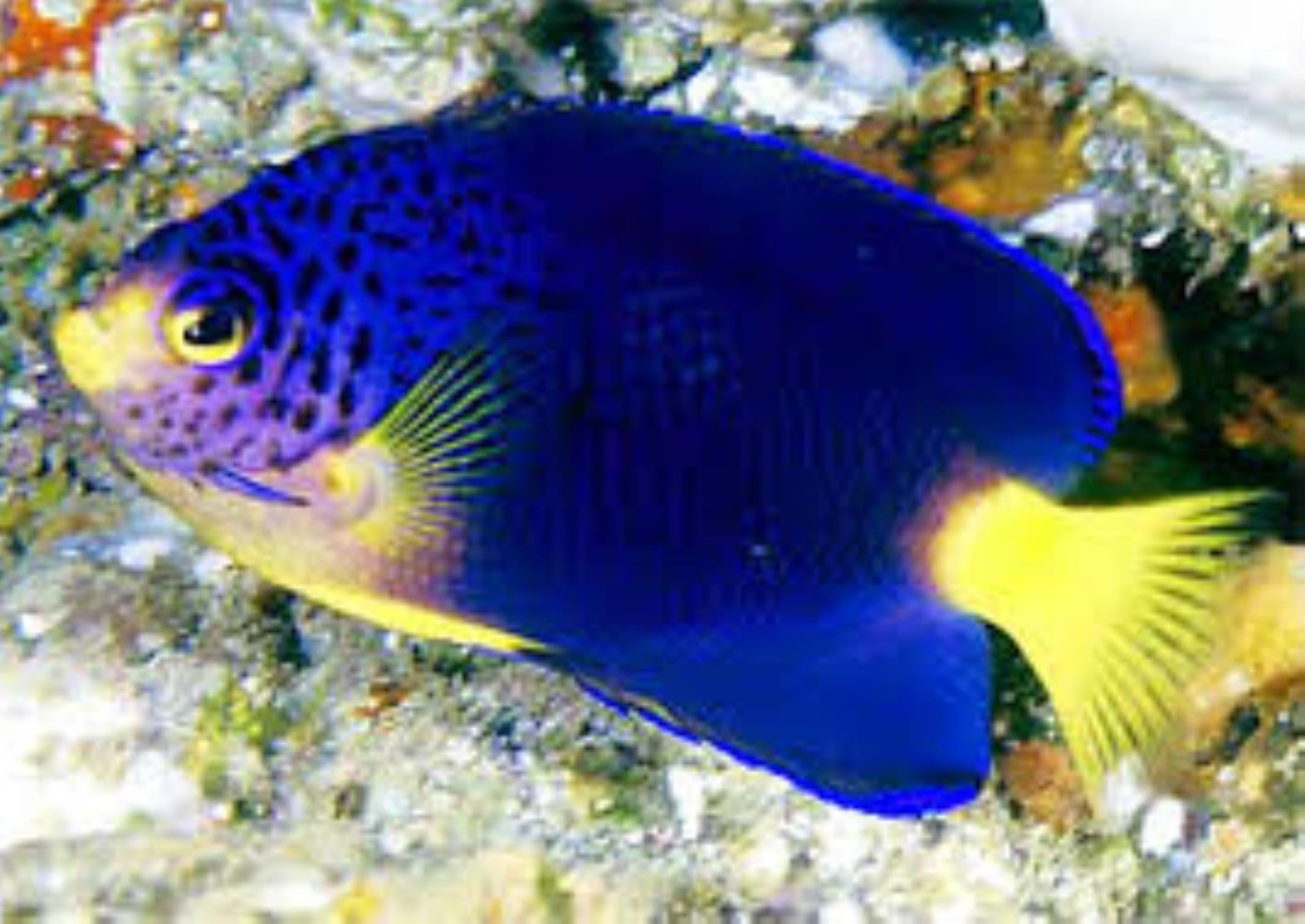 Blue Mauritius Angelfish
