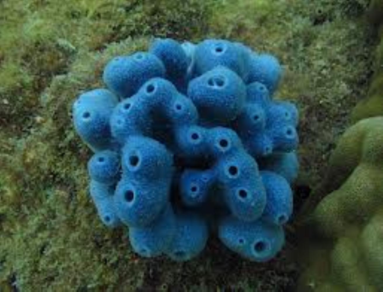 Blue Sponge Information and Picture | Sea Animals