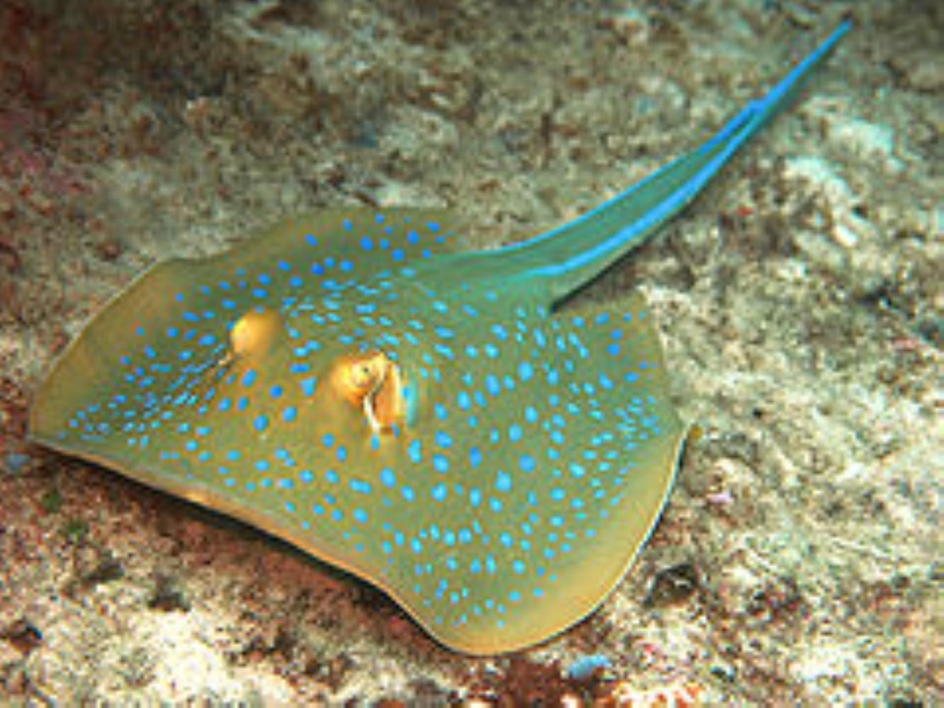 Blue-Spotted Ribbontail Stingray