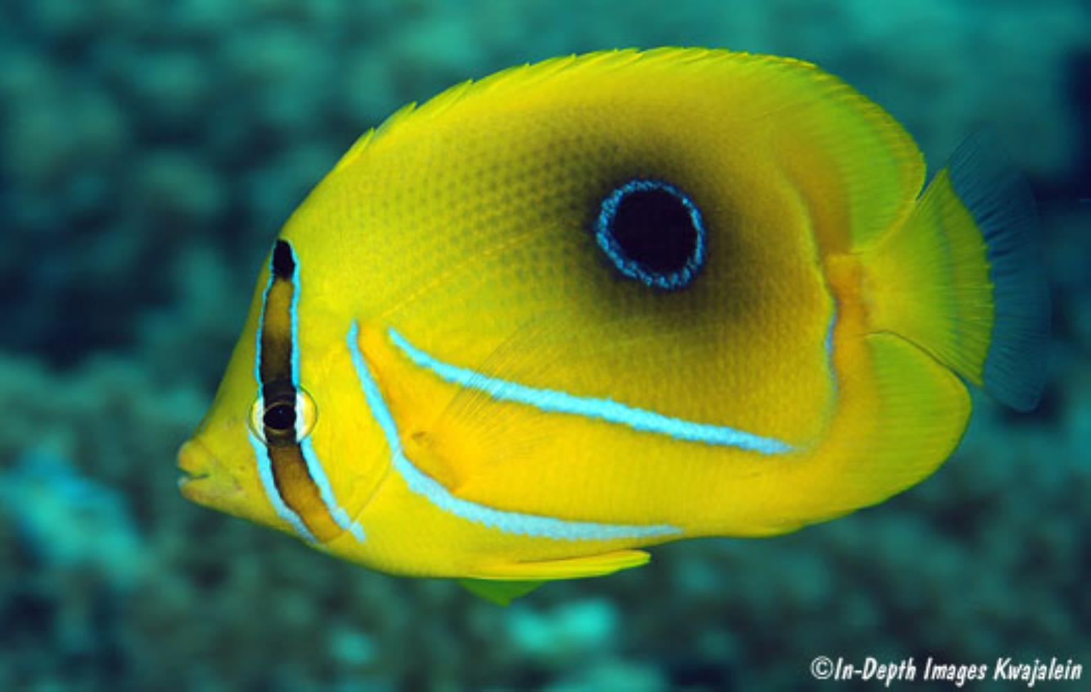 Bluelashed Butterflyfish