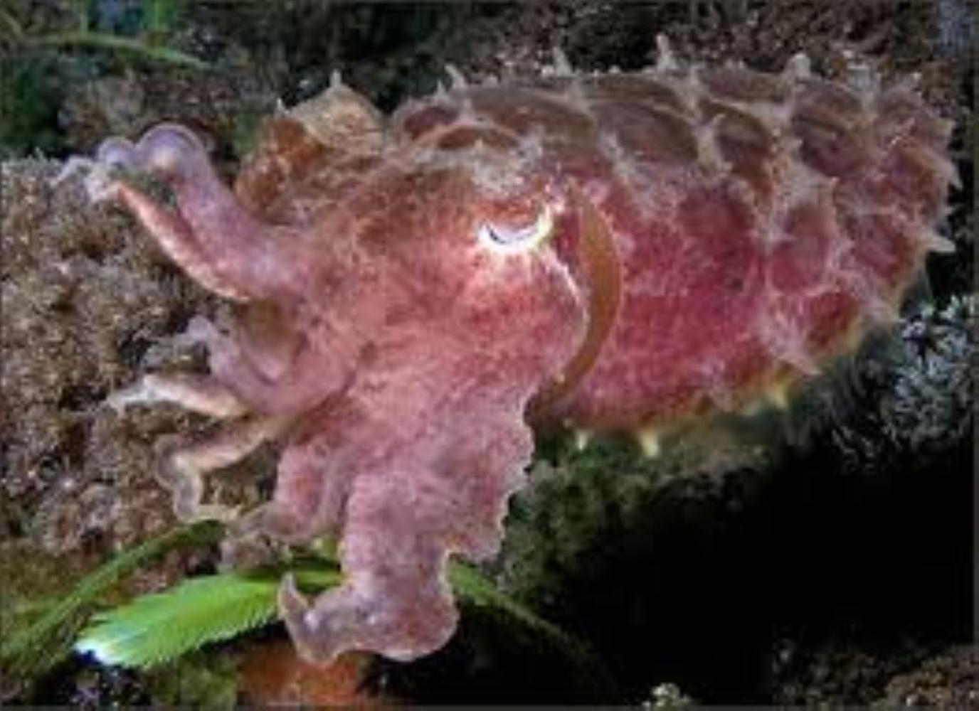 Broadclub Cuttlefish