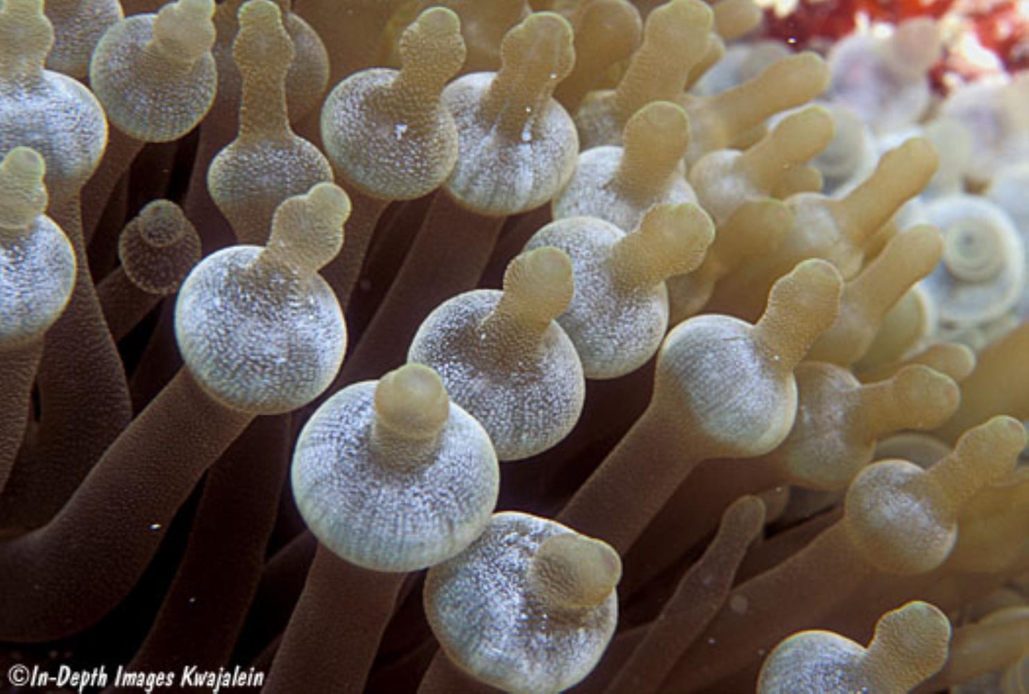 Bulb-Tentacle Sea Anemone
