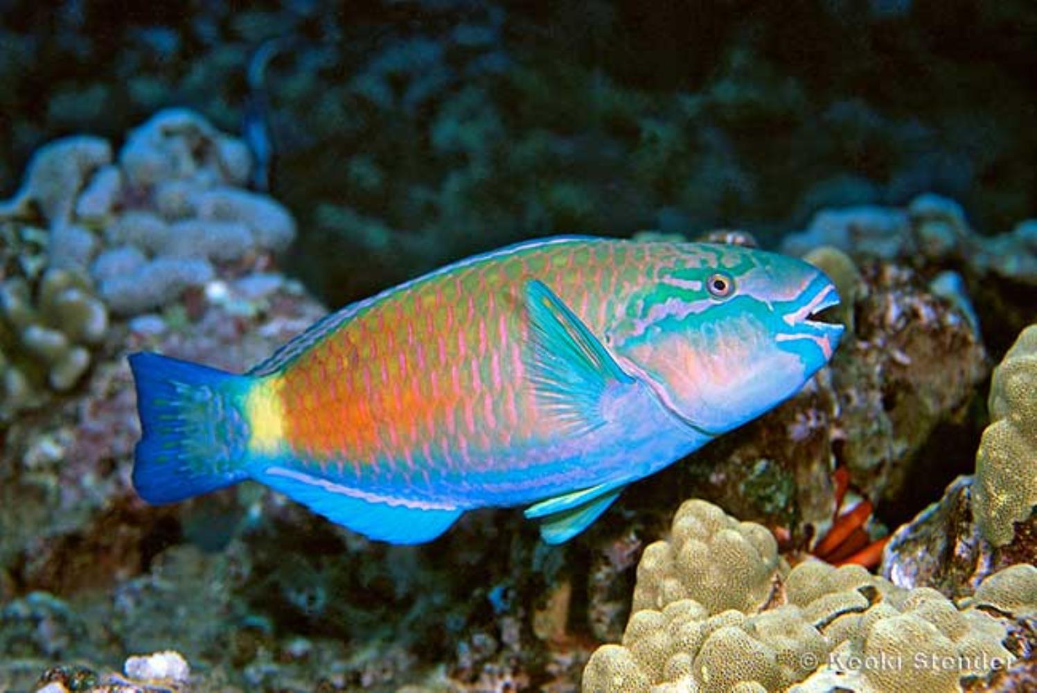 Bullethead/Daisy Parrotfish
