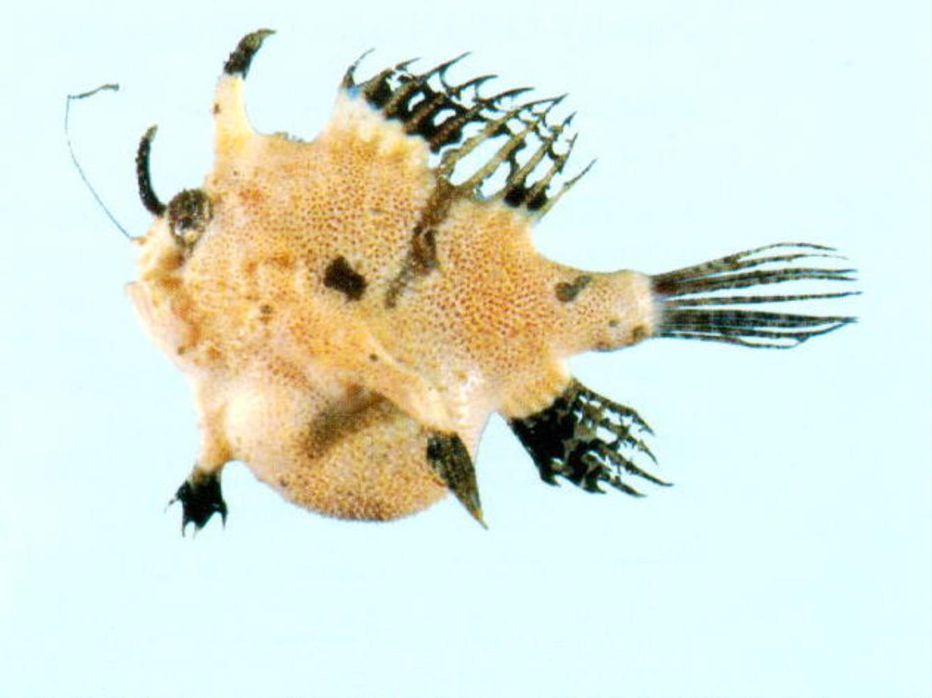 Butler's Frogfish
