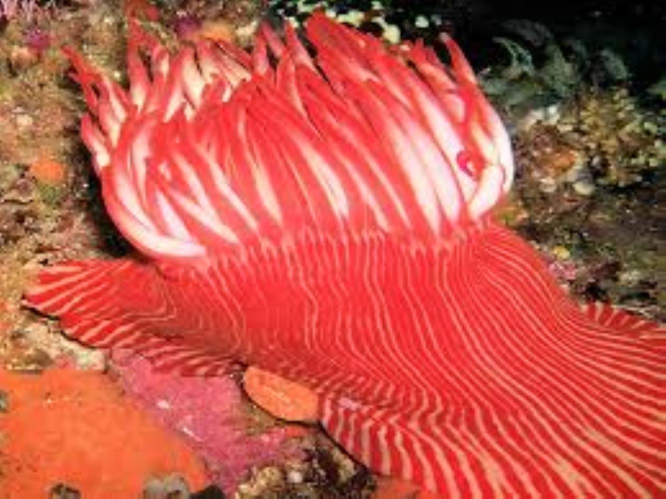 Candy-striped anemone