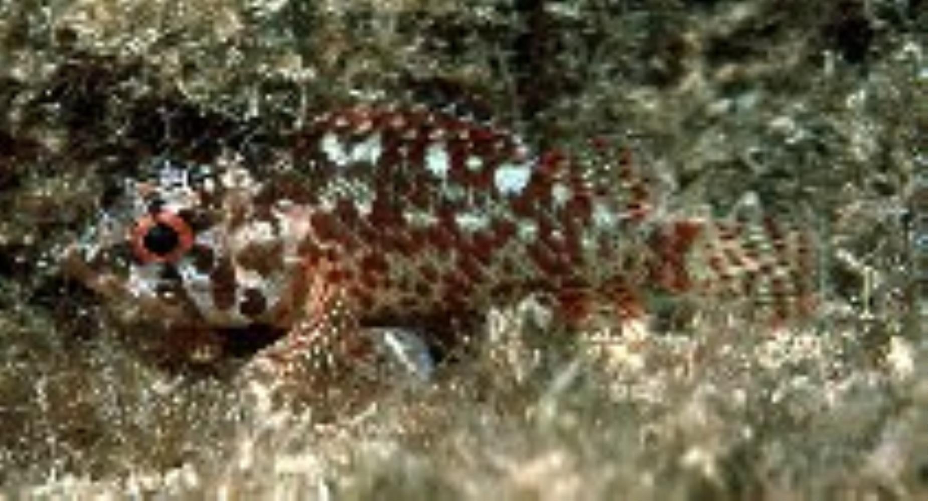 Cheekspot Scorpionfish