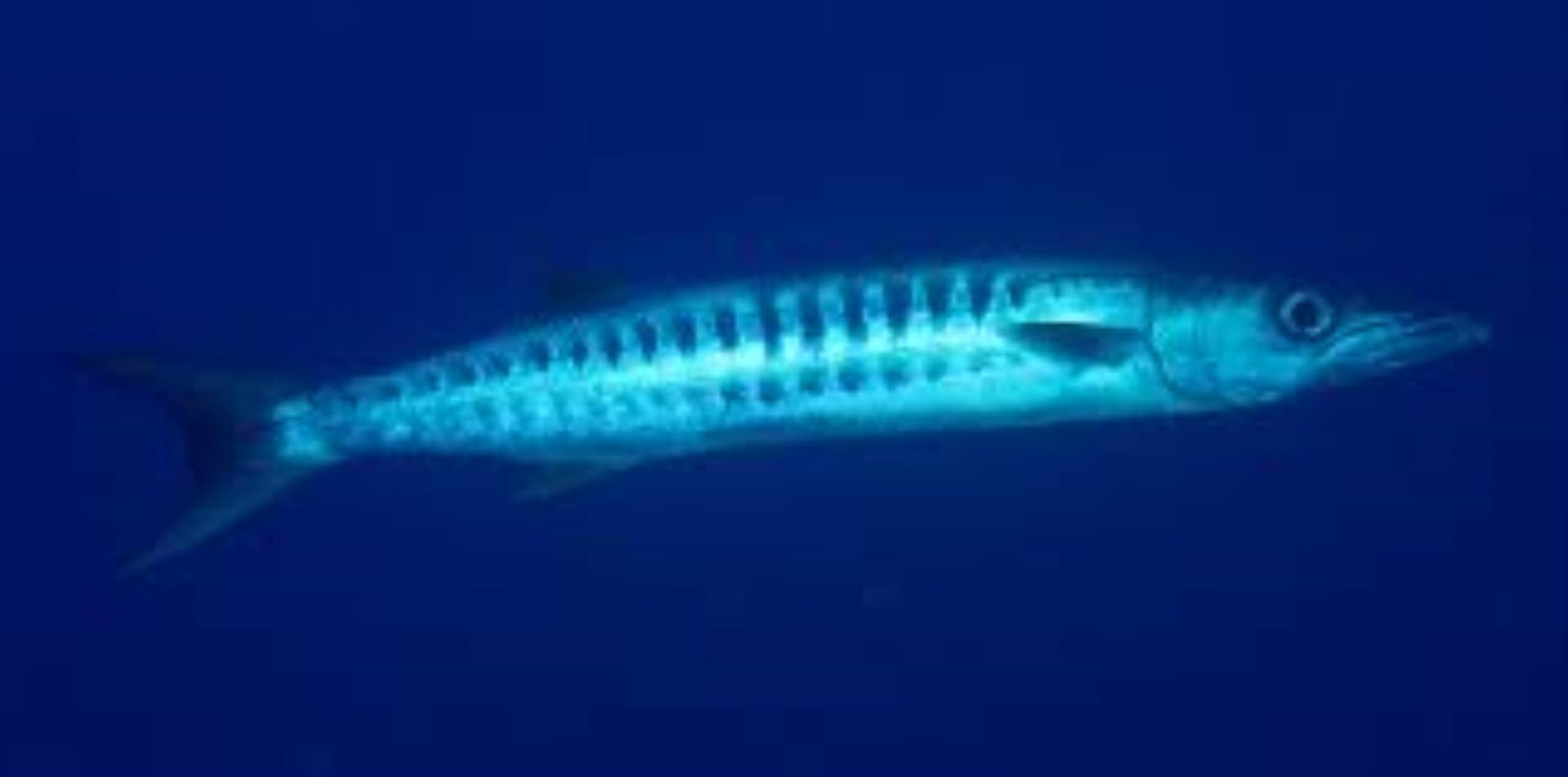 Chevron/Blackfin Barracuda