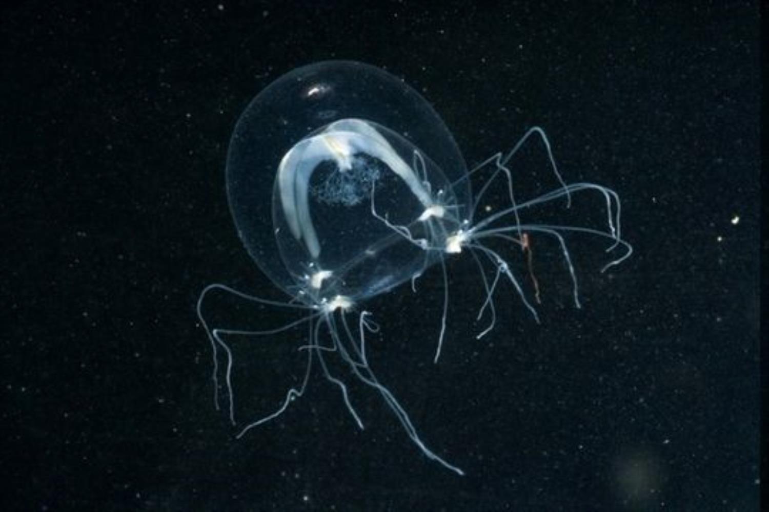 Clinging Jellyfish