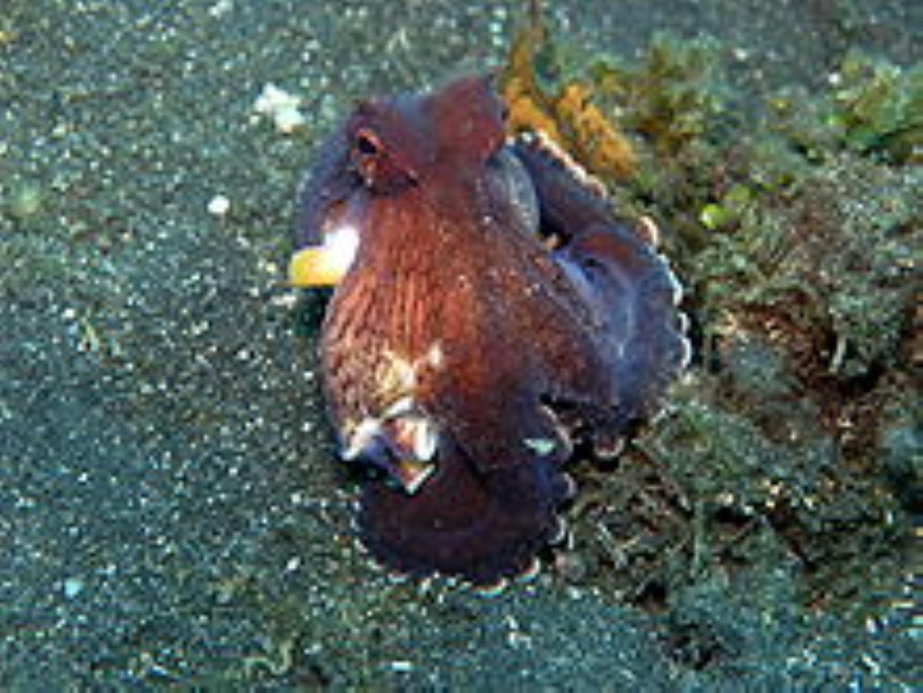 Coconut Octopus