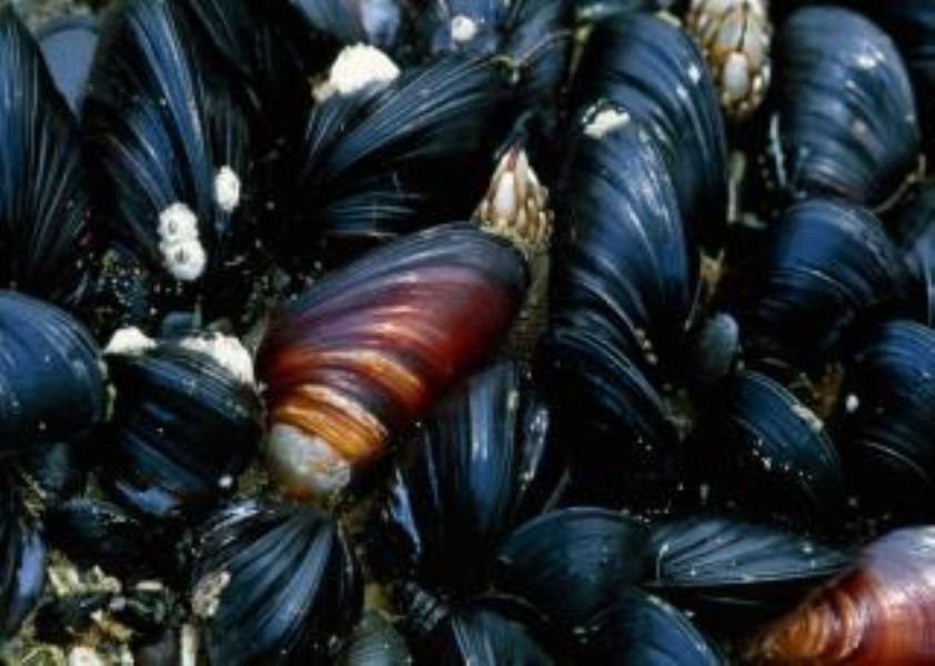 Common Mussel