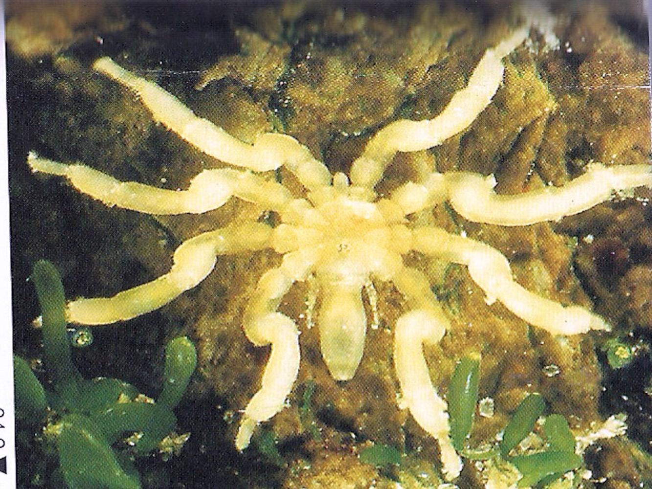 Compact sea spider