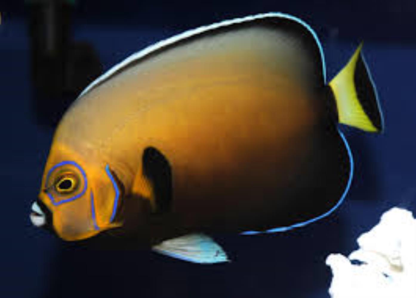 Conspicuous Angelfish