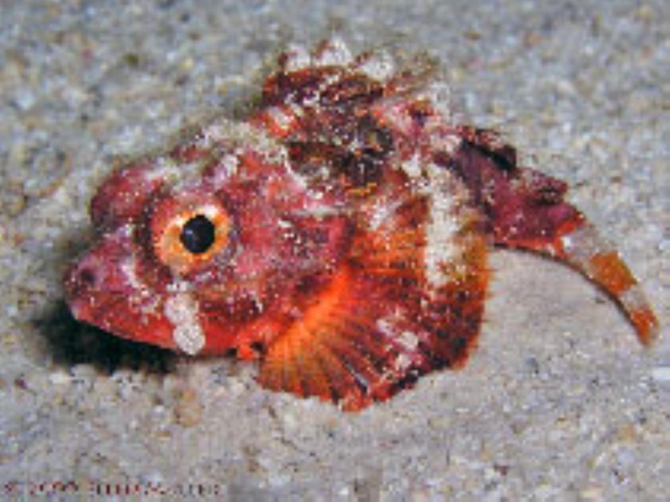 Coral Scorpionfish