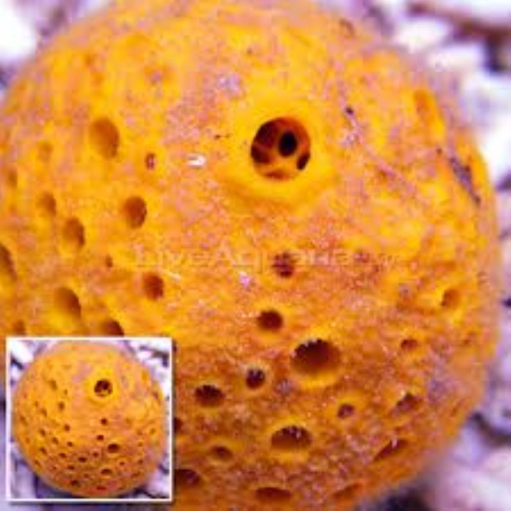 Cratered ball-sponge