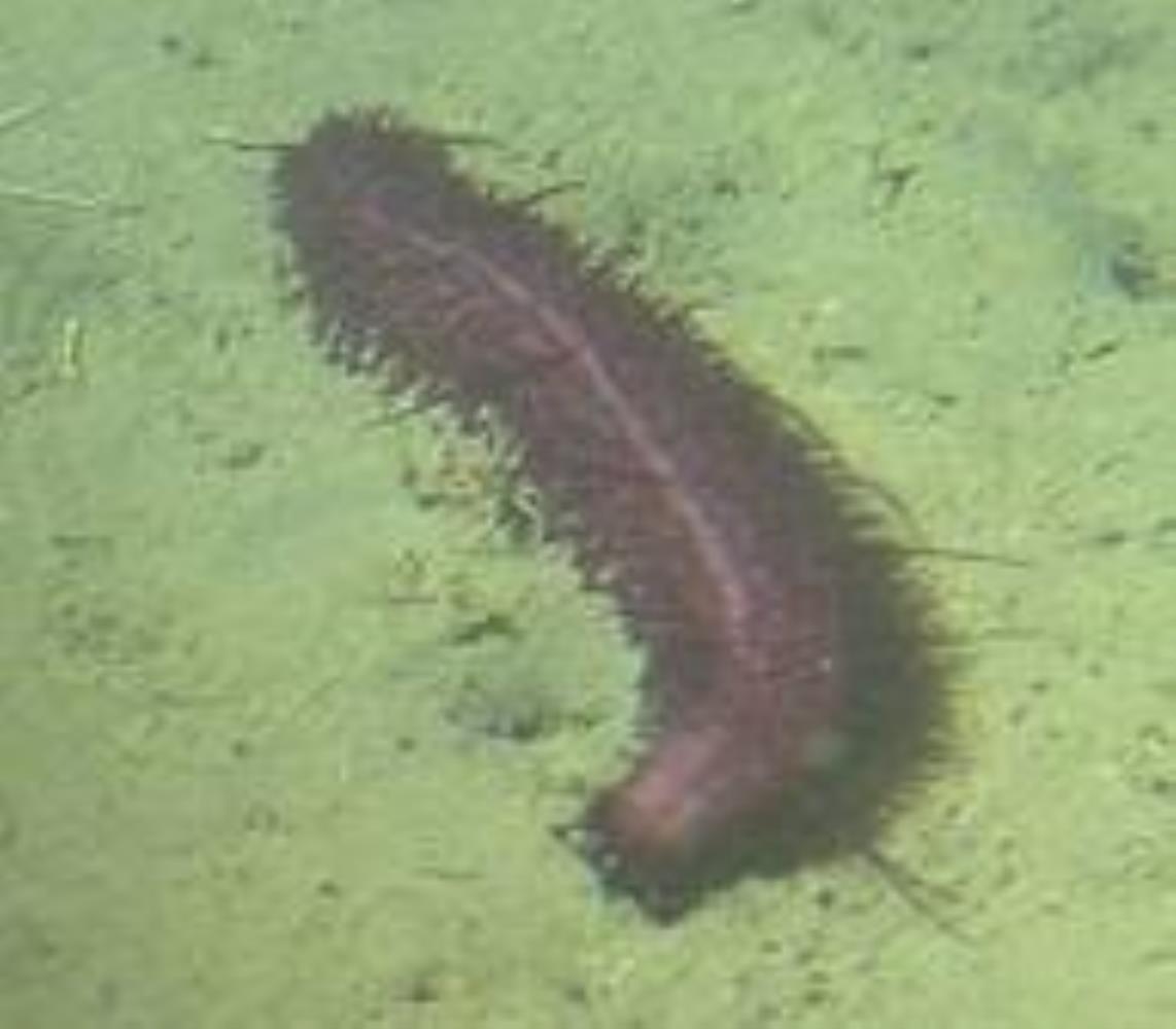 Deep-sea Cucumber