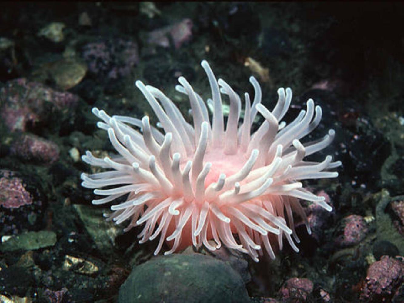Deeplet Sea Anemone