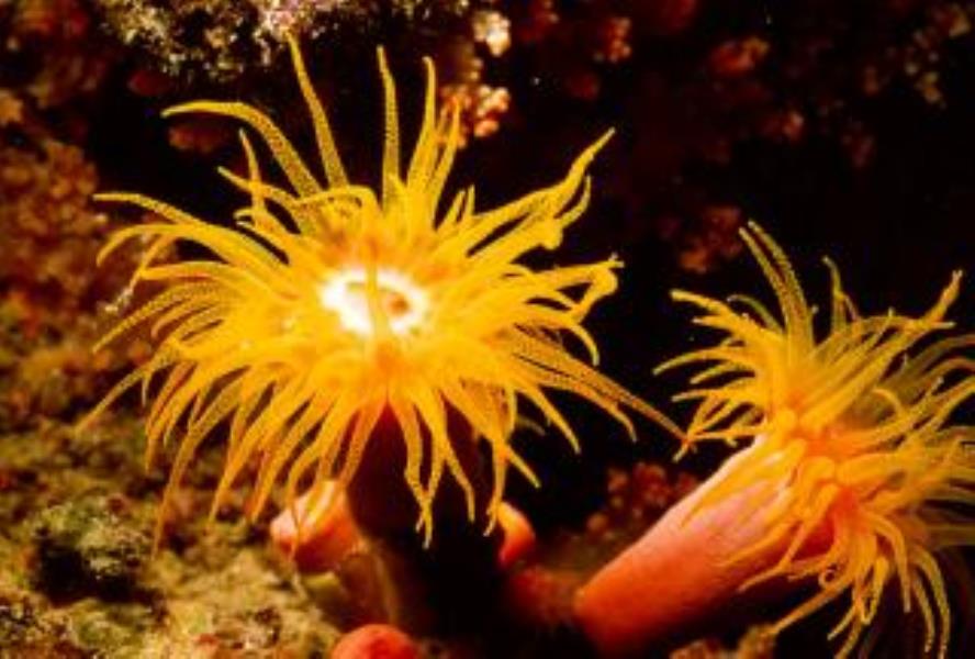 Dendrophyllid Coral