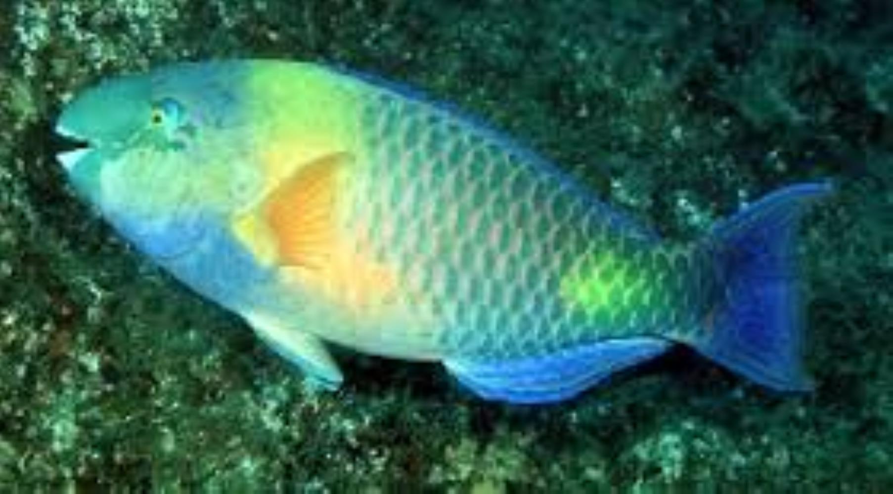 Dhofar Parrotfish