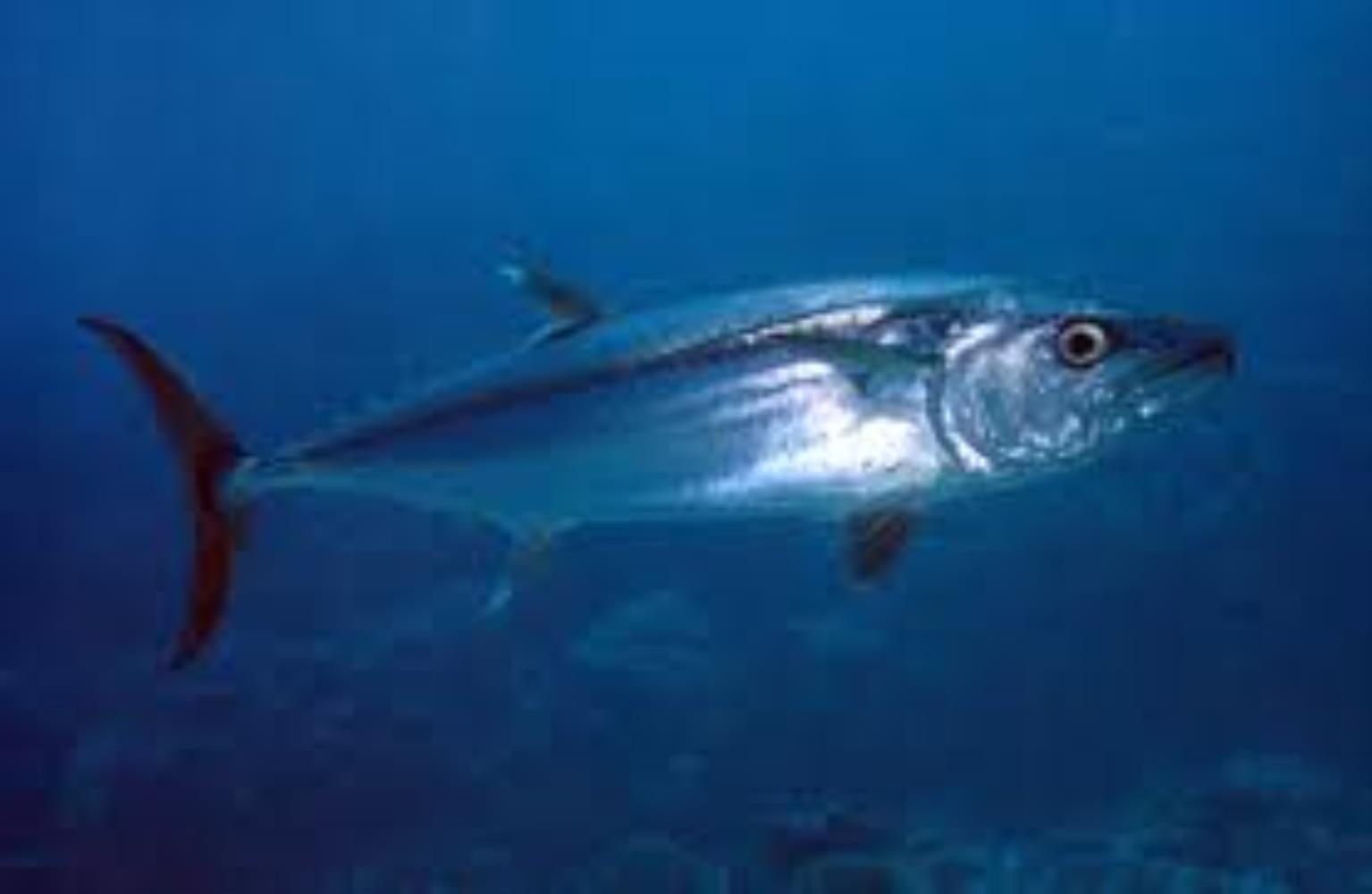 Dogtooth tuna