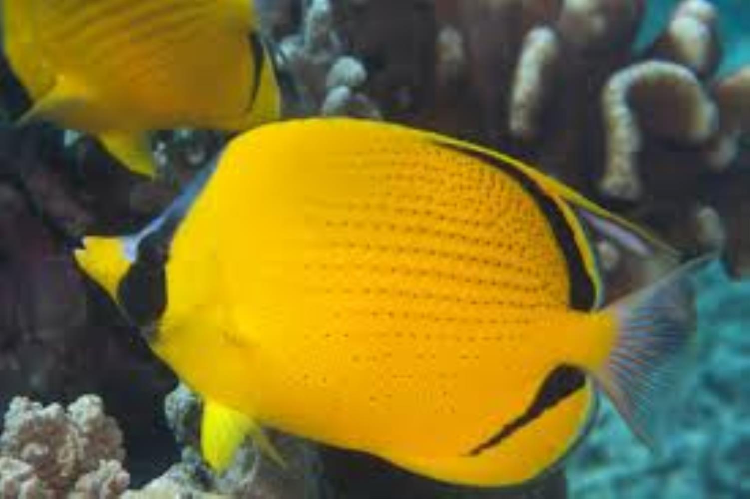 Dotted Butterflyfish