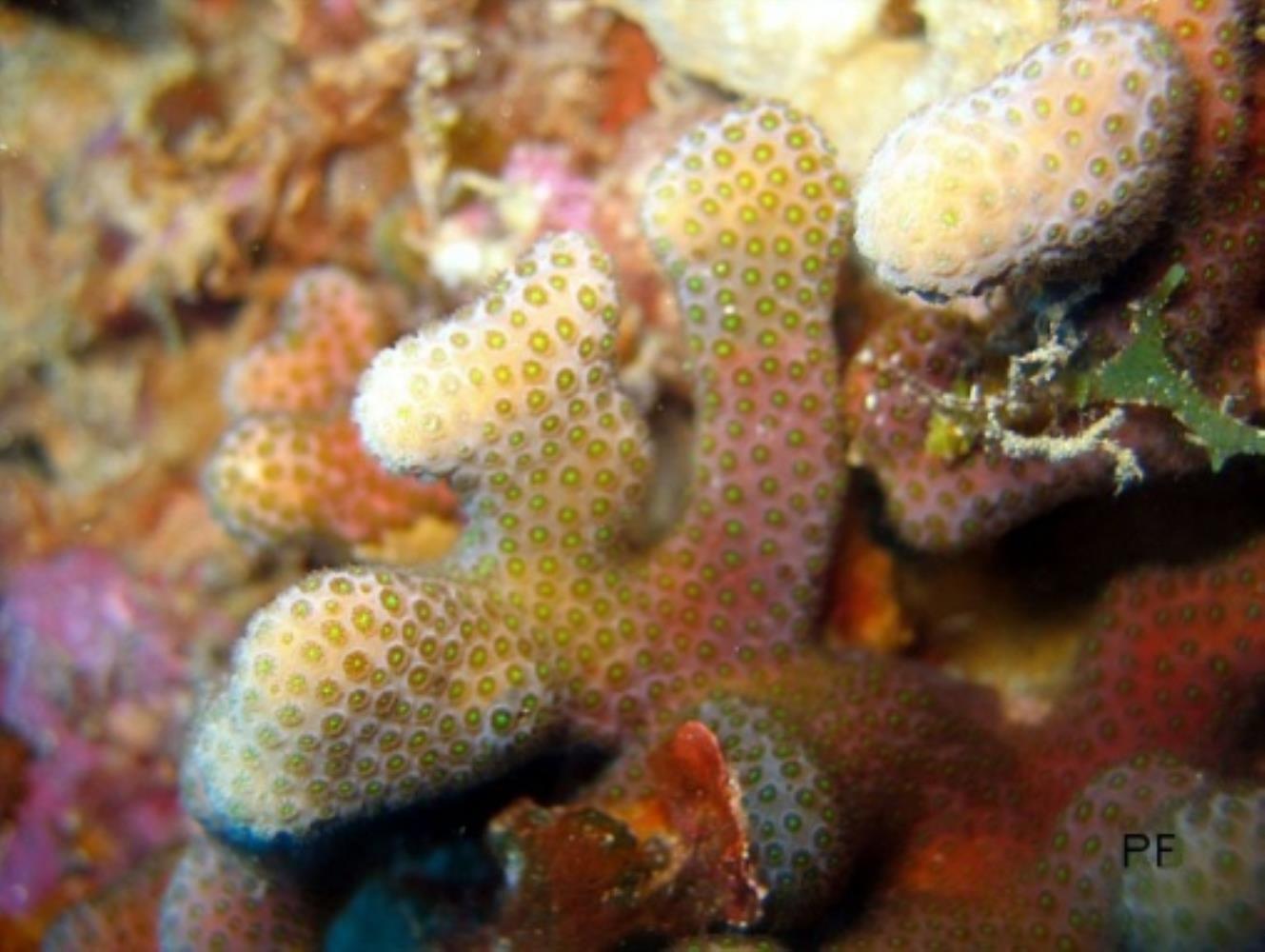 Eight-ray Finger Coral