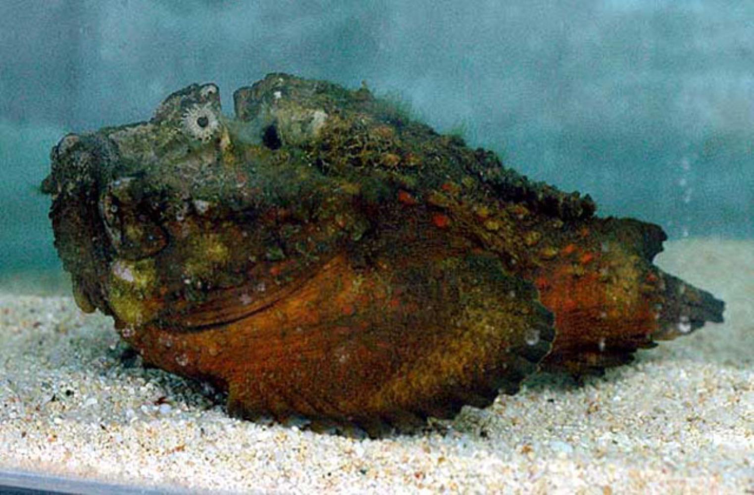 Estuarine Stonefish Information and Picture | Sea Animals