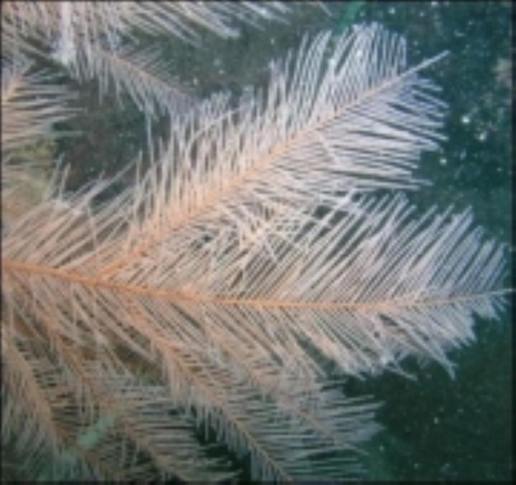 Feather Black Coral