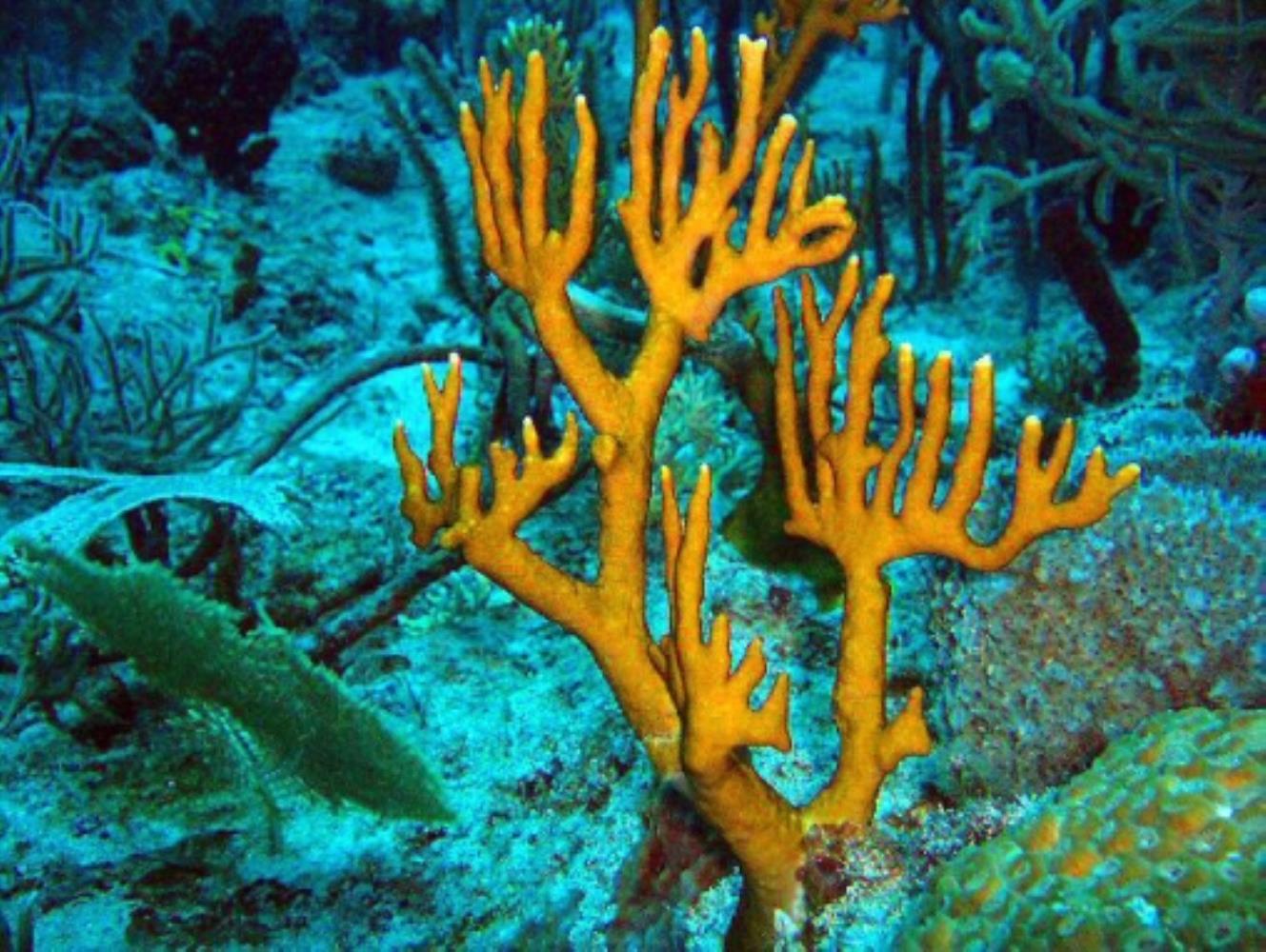 Fire coral