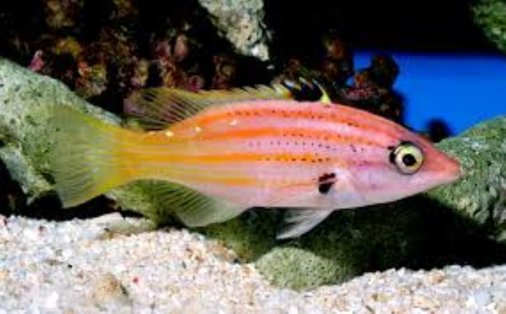 Five-striped Hogfish