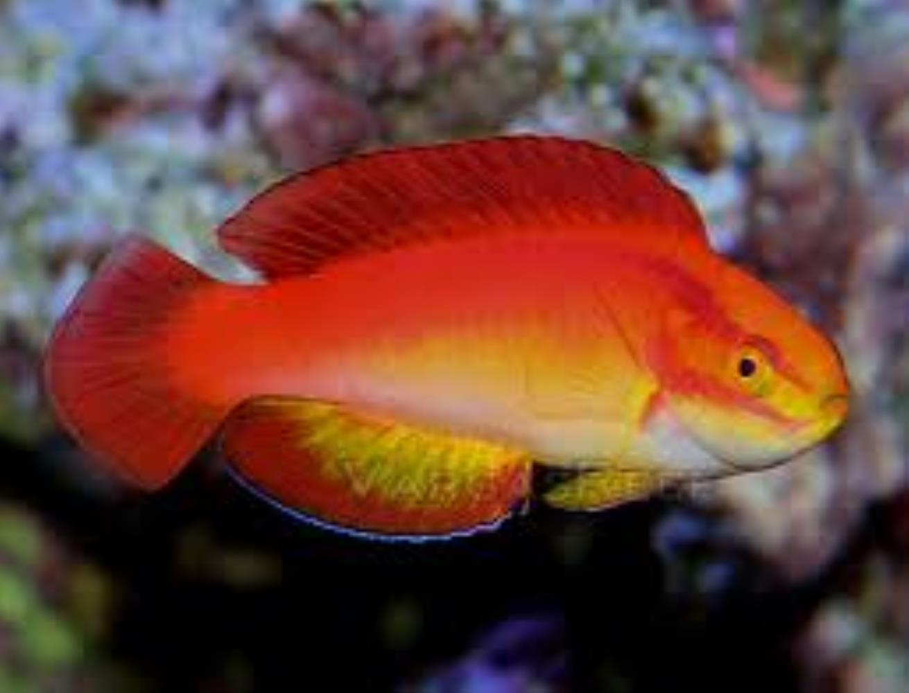 Flame Wrasse