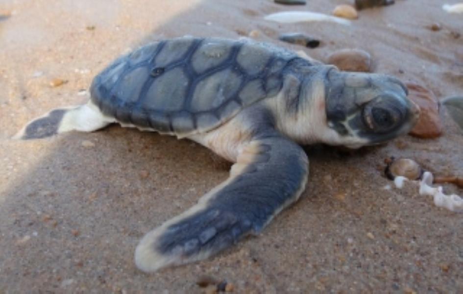 Flatback Sea Turtle