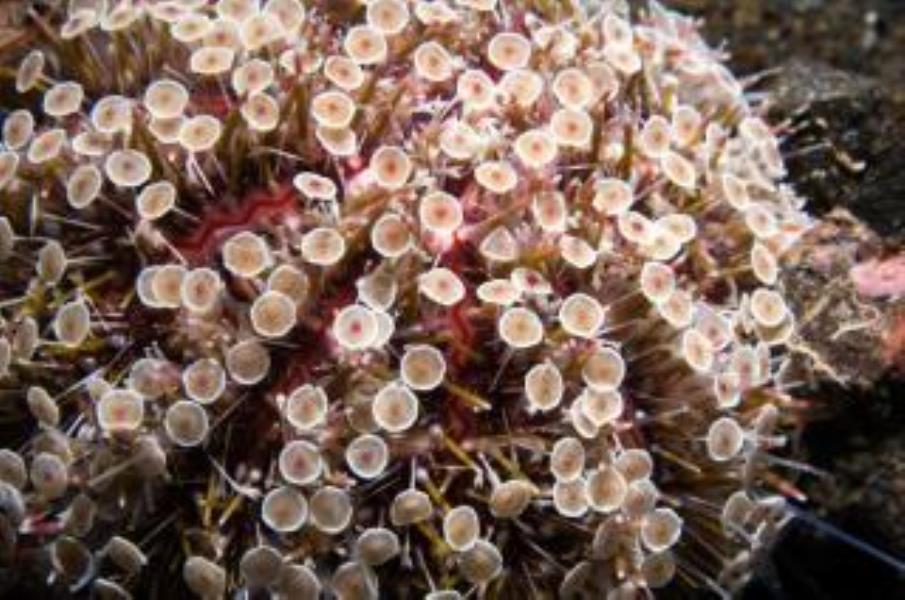 Flower Urchin
