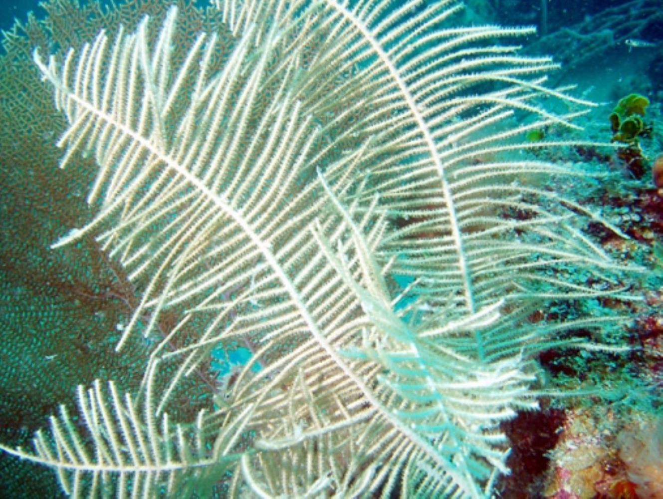 Forked Sea Feather