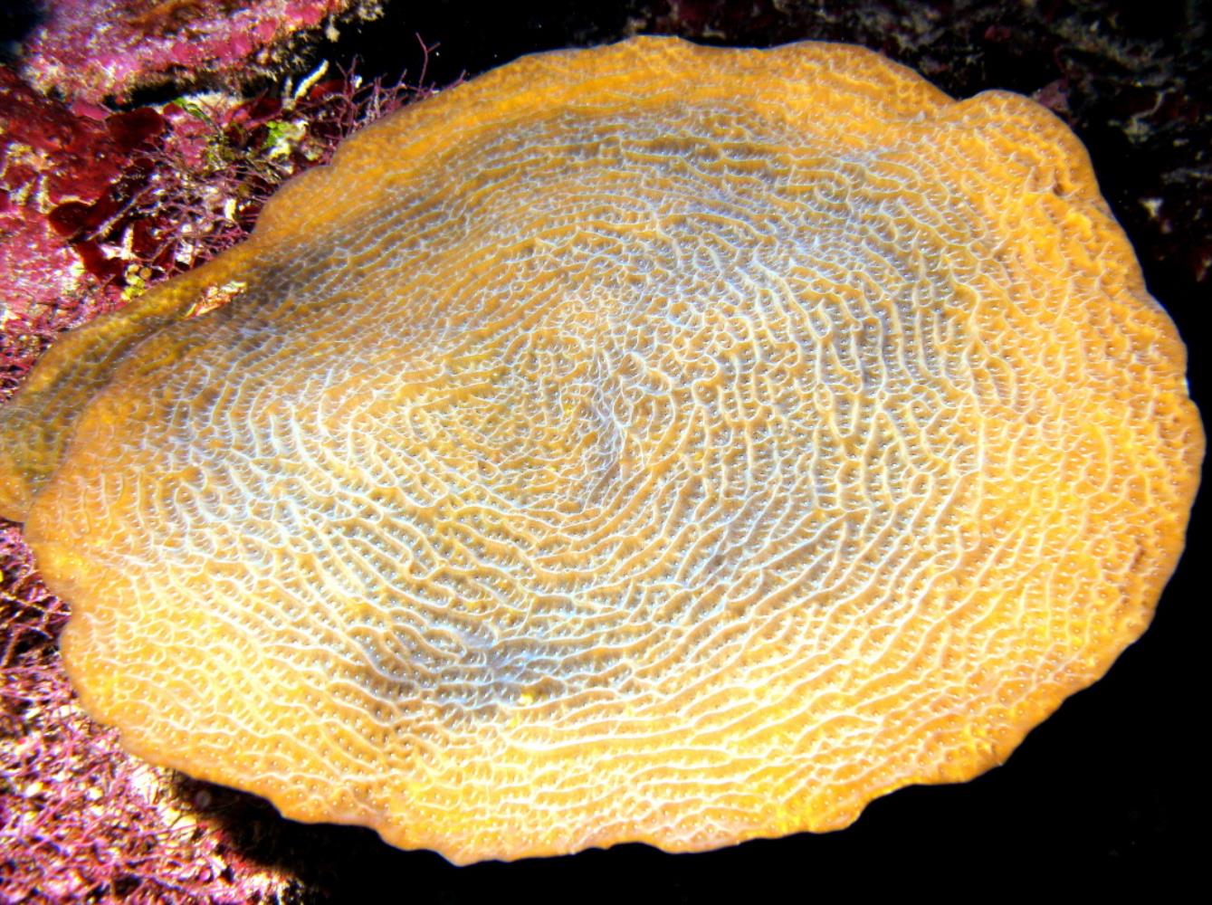 Fragile Saucer Coral