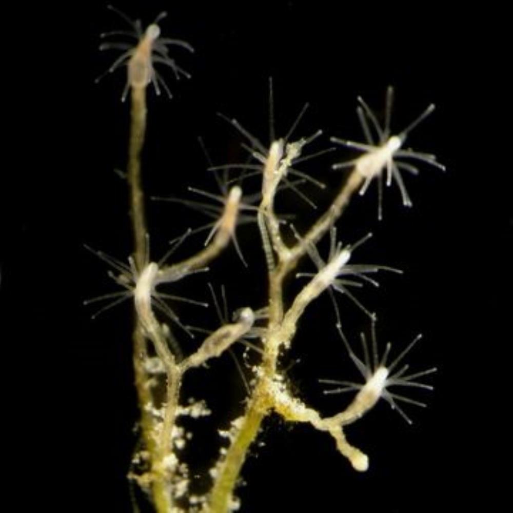 Freshwater Hydroid