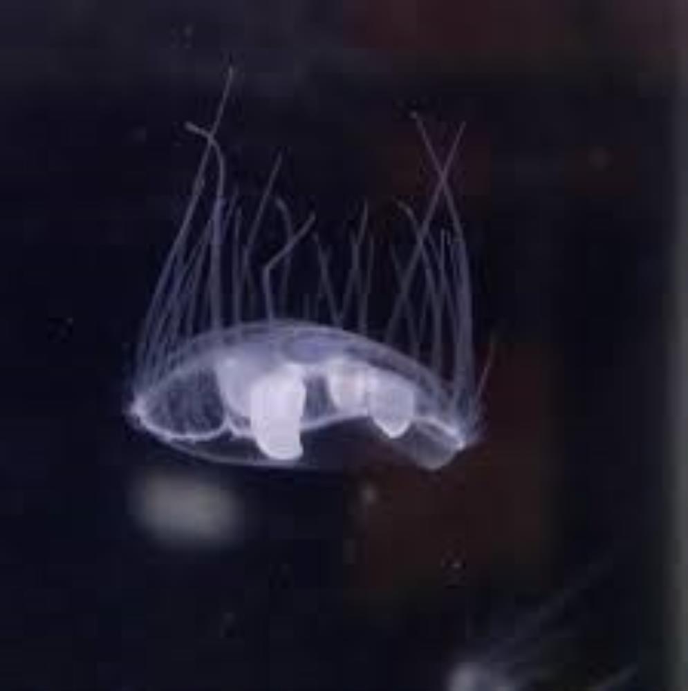 Freshwater Jellyfish