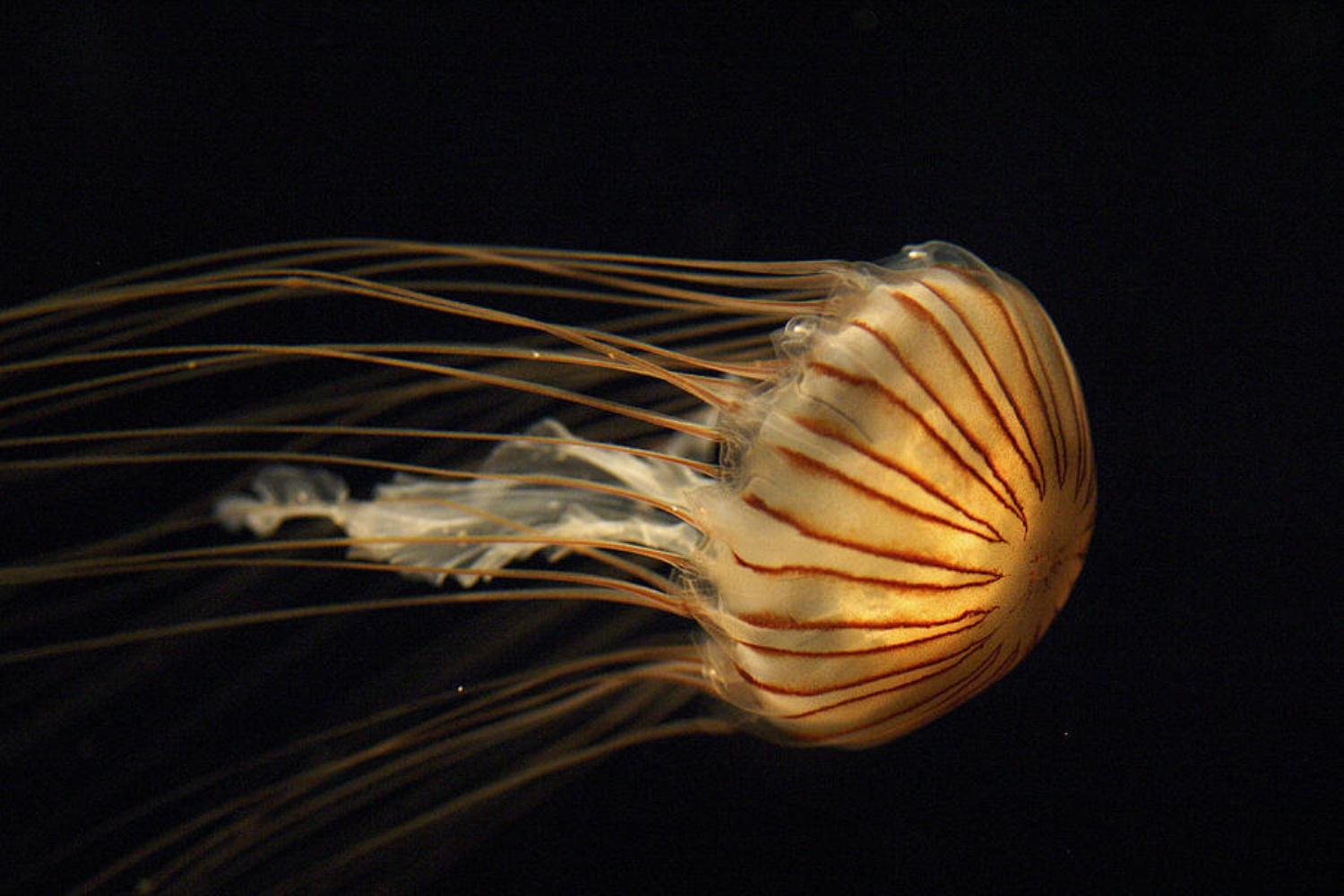 Frilly-mouthed jellyfish
