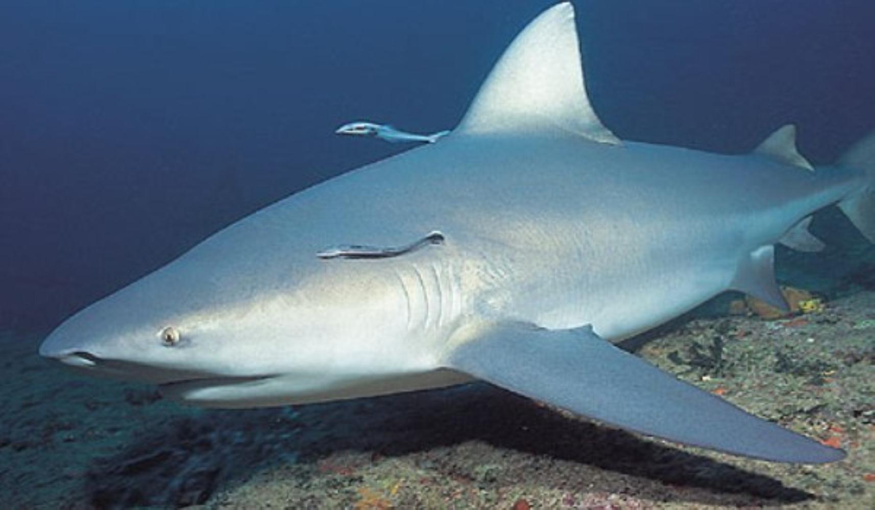 Ganges Shark