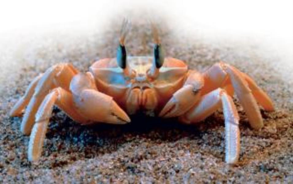 ghost crab a